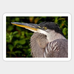 Great Blue Heron up close and personal Sticker